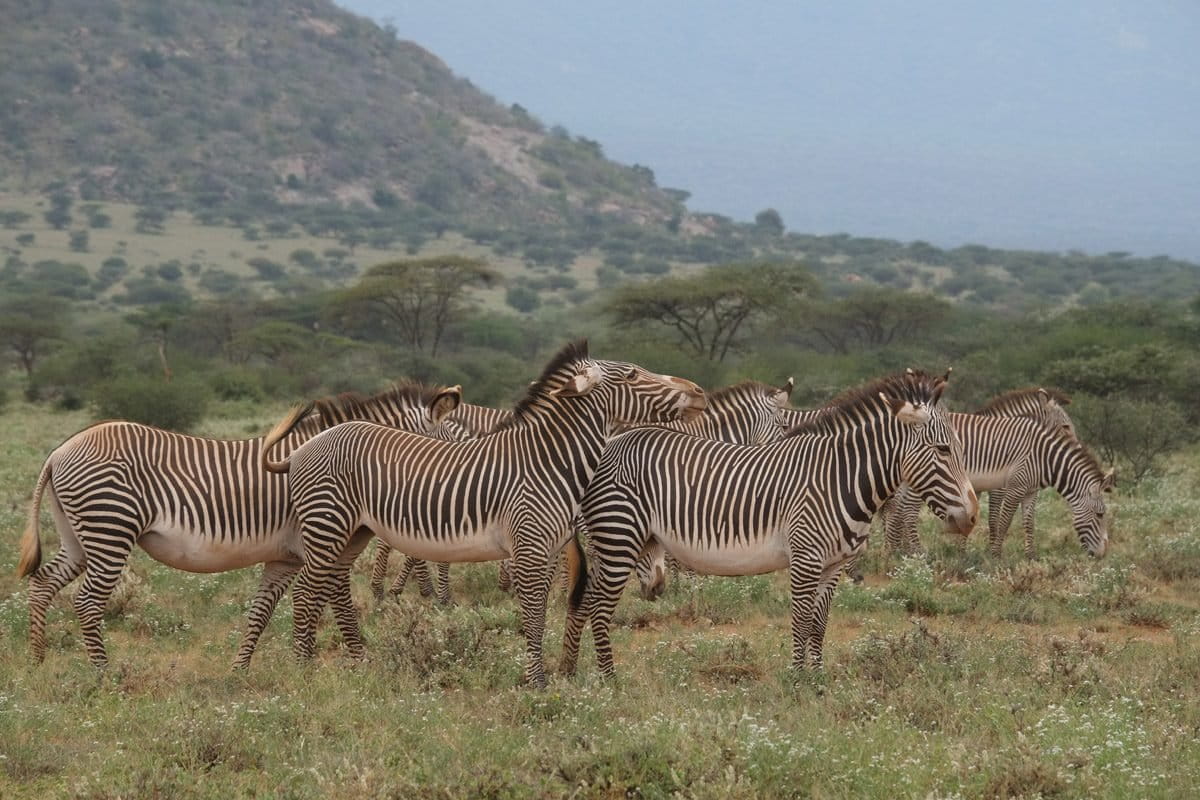Zebras