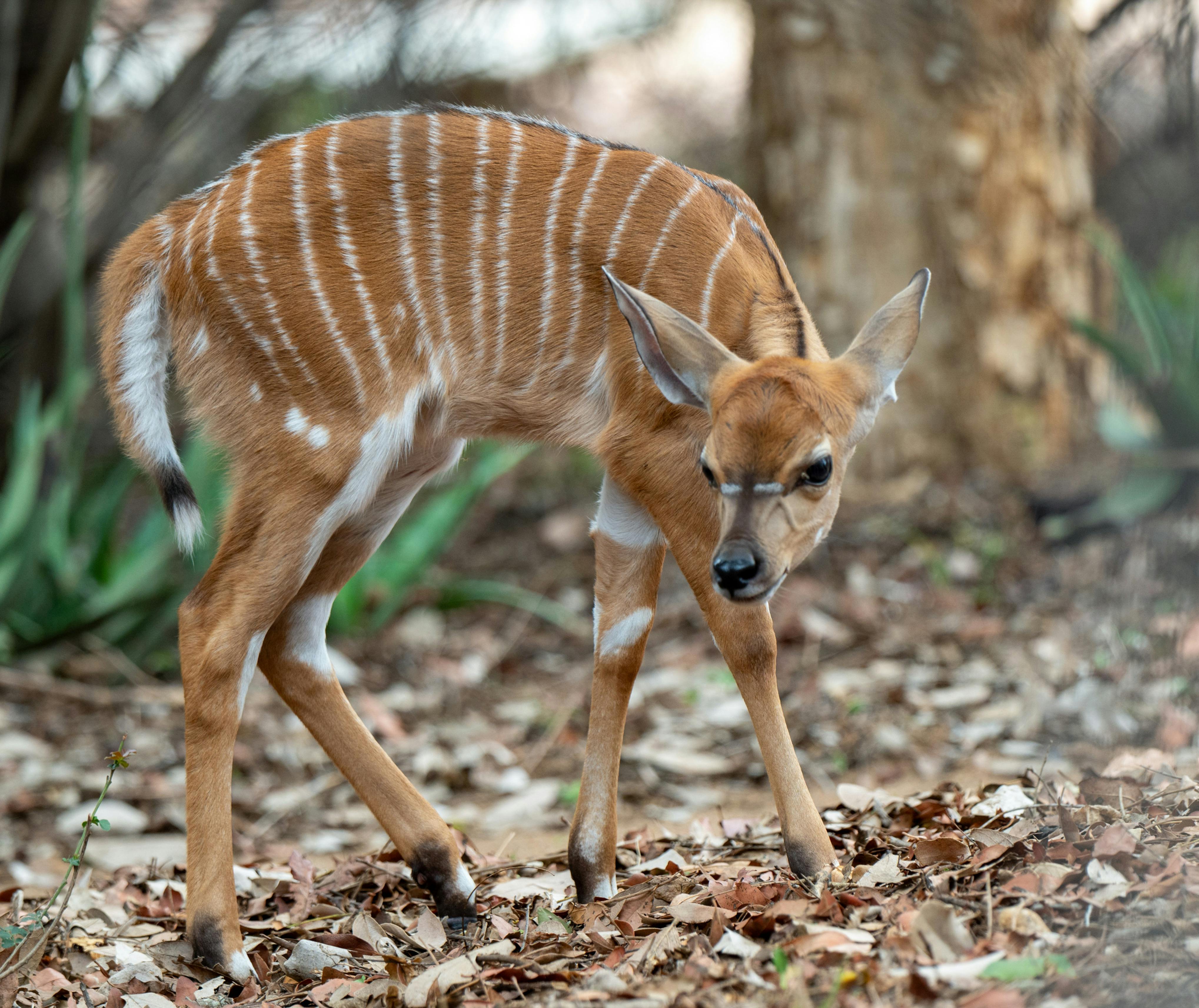 Dik Dik