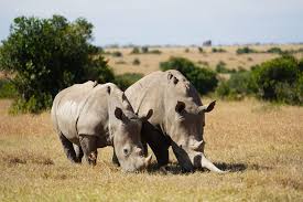 Olpejeta Rhinos