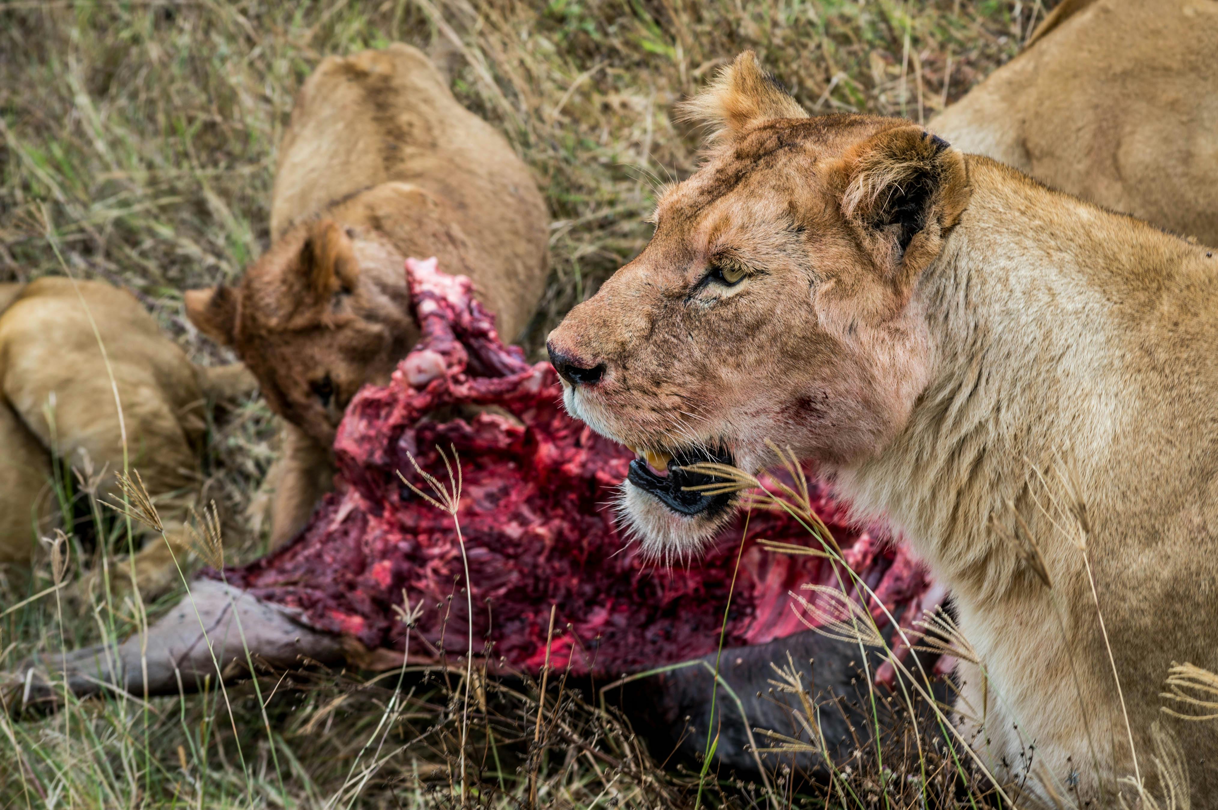 3-DAY MARA PLAINS EXPERIENCE