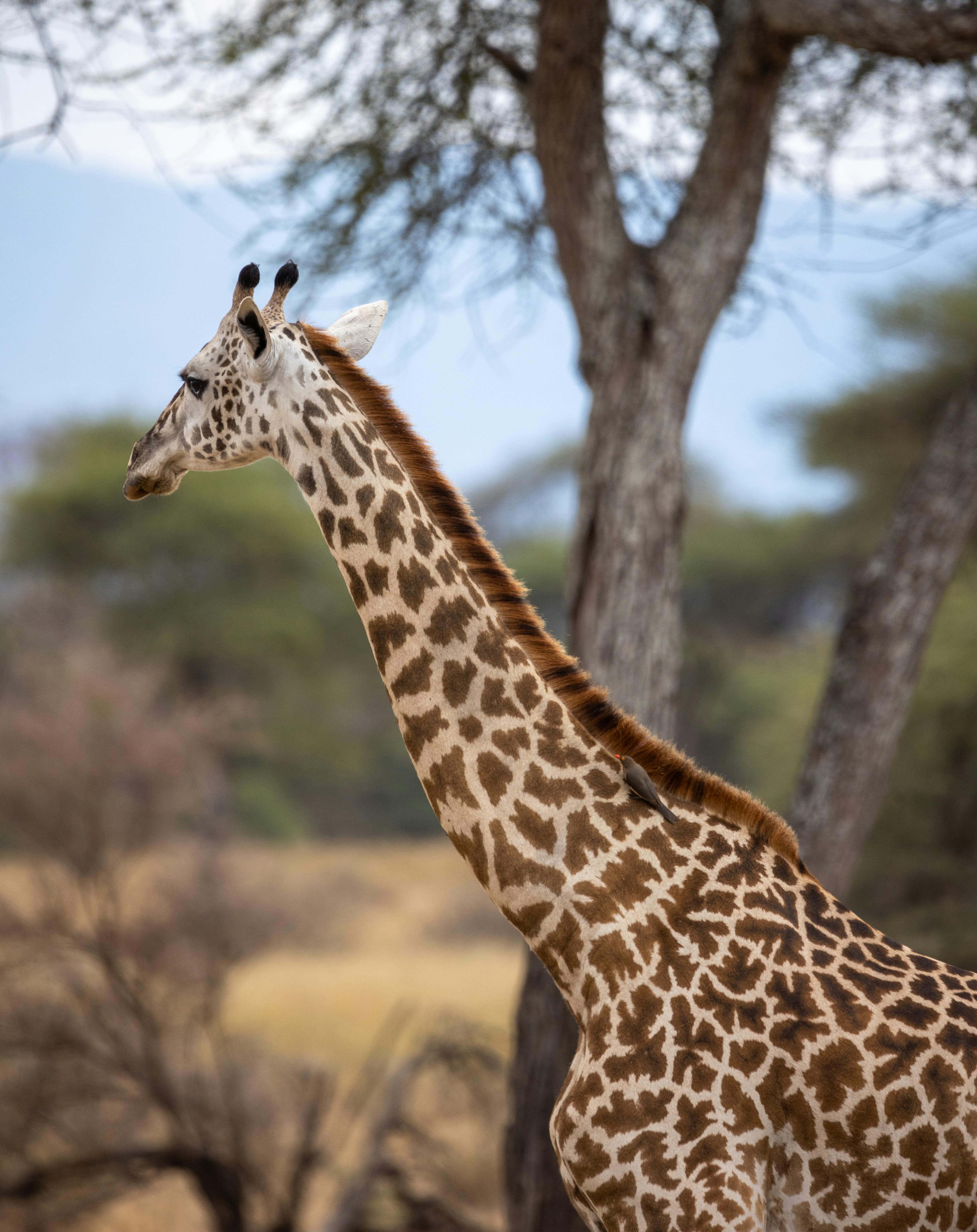 5-DAY ULTIMATE SAFARI ESCAPADE